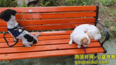 【上海找狗】，浦东汇福家园丢脑袋黑色，身上白色加黑点点，屁股黑色，名字球球，它是一只非常可爱的宠物狗狗，希望它早日回家，不要变成流浪狗。
