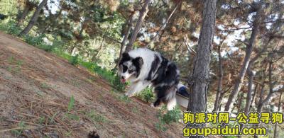 【威海找狗】，威海成年公边牧陨石色。，它是一只非常可爱的宠物狗狗，希望它早日回家，不要变成流浪狗。