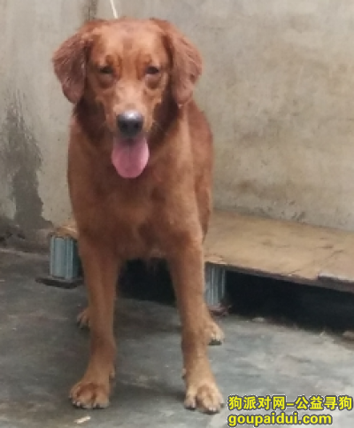 东莞找狗，（啦啦）金毛于2018年6月27日早上6点多被人带走，不见。，它是一只非常可爱的宠物狗狗，希望它早日回家，不要变成流浪狗。