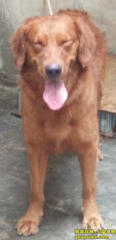 在东莞东城莞翠村（北）小区一带丢失金毛狗狗，它是一只非常可爱的宠物狗狗，希望它早日回家，不要变成流浪狗。