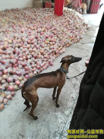 【西安找狗】，寻找爱犬，在胡家庙粮油市场走失，它是一只非常可爱的宠物狗狗，希望它早日回家，不要变成流浪狗。