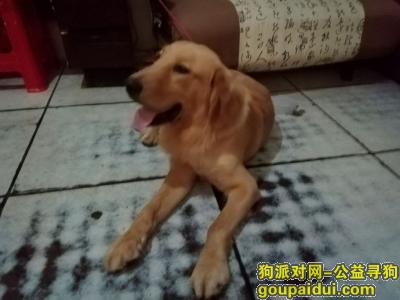 武汉找狗主人，为性格温驯的金毛找主人，它是一只非常可爱的宠物狗狗，希望它早日回家，不要变成流浪狗。