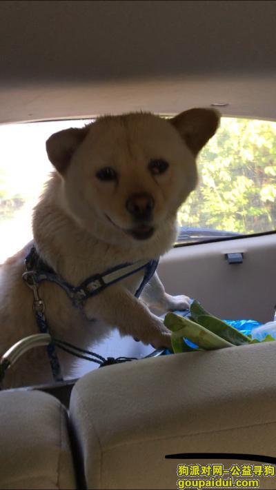 海宁市长安镇寻黄色中小型犬，它是一只非常可爱的宠物狗狗，希望它早日回家，不要变成流浪狗。