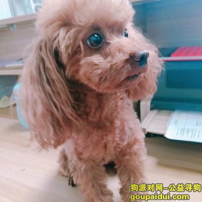 【大连找狗】，大连甘井子区寻找爱泰迪犬 母犬，它是一只非常可爱的宠物狗狗，希望它早日回家，不要变成流浪狗。