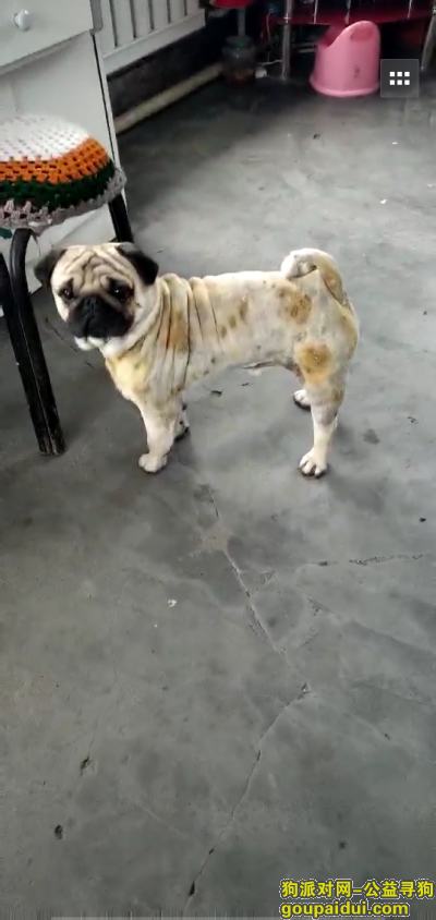 【哈尔滨找狗】，巴哥公犬，2岁，叫乐乐，它是一只非常可爱的宠物狗狗，希望它早日回家，不要变成流浪狗。