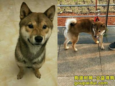 深圳龙岗区布吉三联村酬谢三千元寻找柴犬，它是一只非常可爱的宠物狗狗，希望它早日回家，不要变成流浪狗。