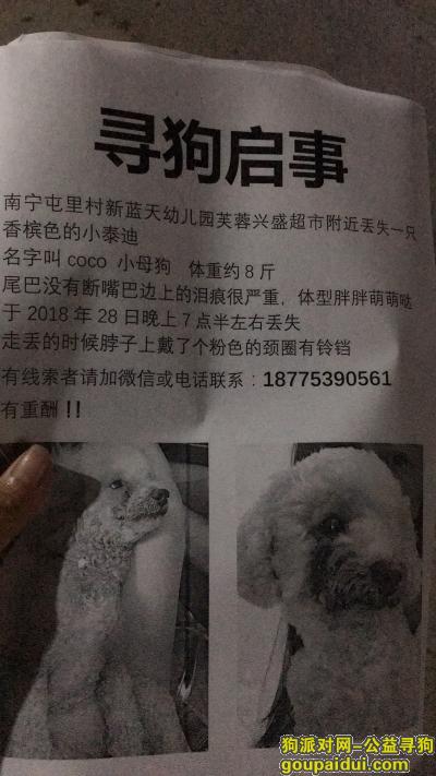 安吉大道屯里村附近走失了一只香槟色泰迪狗狗，它是一只非常可爱的宠物狗狗，希望它早日回家，不要变成流浪狗。