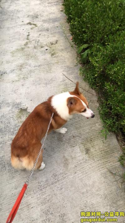 浙江省嘉兴市海盐县寻黄白色柯基，它是一只非常可爱的宠物狗狗，希望它早日回家，不要变成流浪狗。