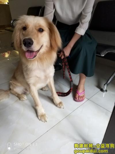 成都青白江区寻找一只金毛妹妹，它是一只非常可爱的宠物狗狗，希望它早日回家，不要变成流浪狗。