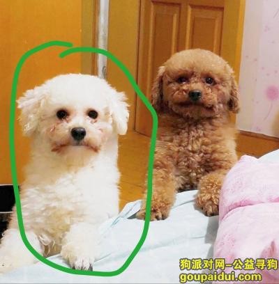 【青岛找狗】，寻找一只四岁的白色比熊小公狗，它是一只非常可爱的宠物狗狗，希望它早日回家，不要变成流浪狗。