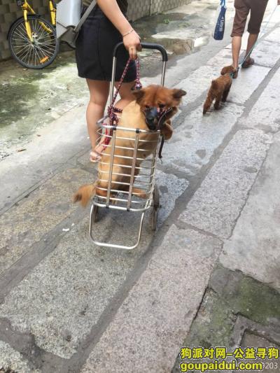 7.2走丢一只中华田园犬，请见到的人尽快联系，重酬 谢谢，它是一只非常可爱的宠物狗狗，希望它早日回家，不要变成流浪狗。