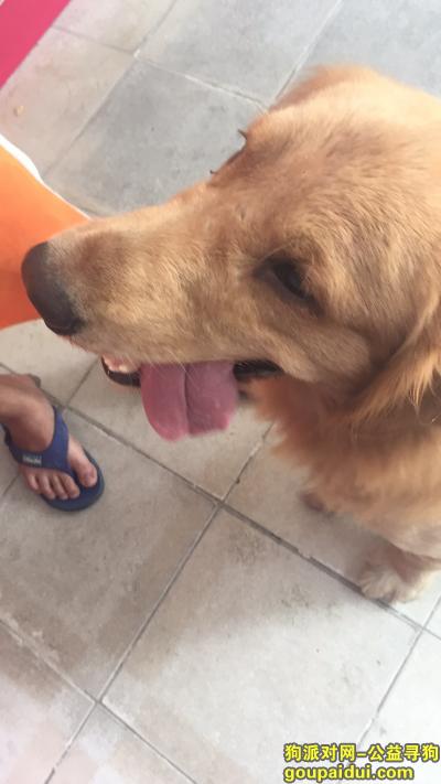 【广州捡到狗】，谁家的金毛走丢了（寻找金毛主人），它是一只非常可爱的宠物狗狗，希望它早日回家，不要变成流浪狗。