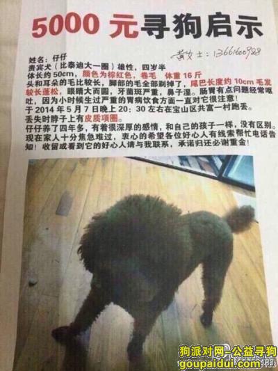【上海找狗】，走失四年的狗狗苦苦寻找，它是一只非常可爱的宠物狗狗，希望它早日回家，不要变成流浪狗。