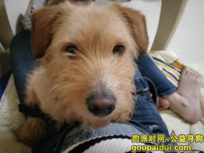 【重庆找狗】，沙坪坝汉渝路走失狗子一只，它是一只非常可爱的宠物狗狗，希望它早日回家，不要变成流浪狗。