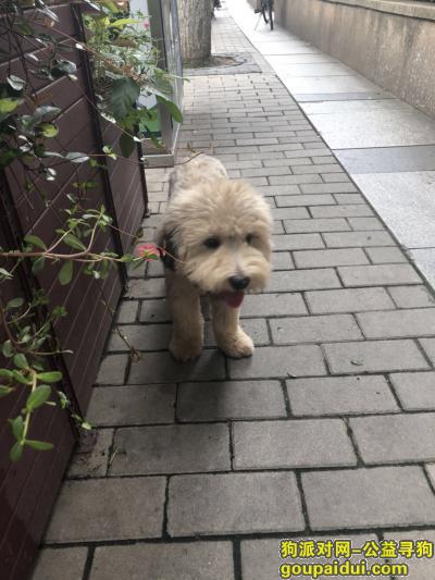 7月3日上海闵行捡到中小型浅黄色泰迪男狗狗，它是一只非常可爱的宠物狗狗，希望它早日回家，不要变成流浪狗。