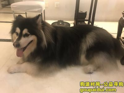 【上海找狗】，已找到！谢谢！，它是一只非常可爱的宠物狗狗，希望它早日回家，不要变成流浪狗。
