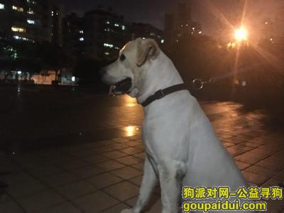 【广州捡到狗】，捡到拉布拉多犬一只，请狗主尽快认领，它是一只非常可爱的宠物狗狗，希望它早日回家，不要变成流浪狗。