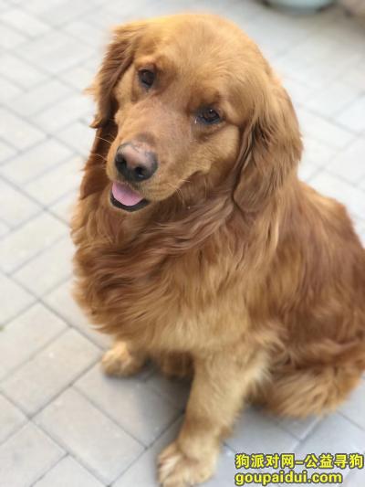 【廊坊找狗】，棕色金毛4岁，名字叫啦k，它是一只非常可爱的宠物狗狗，希望它早日回家，不要变成流浪狗。