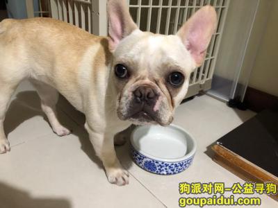 【上海找狗】，上海宝山区呼玛二村花园重金寻找法斗，它是一只非常可爱的宠物狗狗，希望它早日回家，不要变成流浪狗。