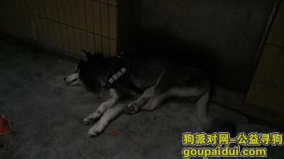 【广州捡到狗】，在白云区犀牛角看到一只走丢的黑色阿拉斯加，它是一只非常可爱的宠物狗狗，希望它早日回家，不要变成流浪狗。
