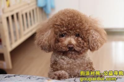 【北京找狗】，北京豆各庄 垡头地区 寻找泰迪公狗，家人急找，它是一只非常可爱的宠物狗狗，希望它早日回家，不要变成流浪狗。