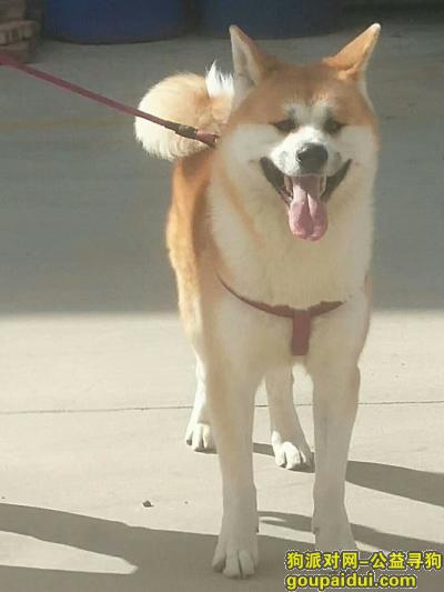 捡到秋田犬，重金10000元寻狗，它是一只非常可爱的宠物狗狗，希望它早日回家，不要变成流浪狗。