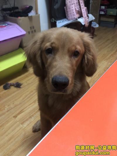 【北京找狗】，8个月的金毛 ，它是一只非常可爱的宠物狗狗，希望它早日回家，不要变成流浪狗。