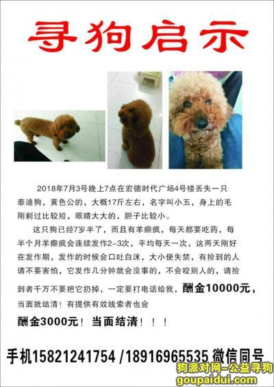上海宏徳时代广场4号楼酬谢一万元寻找泰迪，它是一只非常可爱的宠物狗狗，希望它早日回家，不要变成流浪狗。