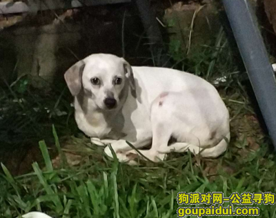 【深圳捡到狗】，南山智园站台后，南科大围墙边有只白色狗狗，它是一只非常可爱的宠物狗狗，希望它早日回家，不要变成流浪狗。