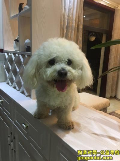 新郑龙湖镇丢失白色比熊，它是一只非常可爱的宠物狗狗，希望它早日回家，不要变成流浪狗。