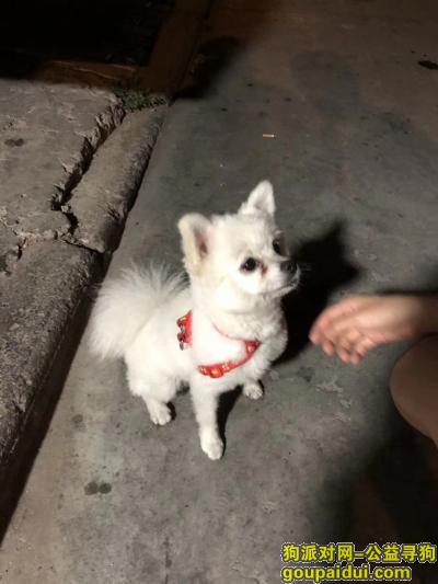 石嘴山寻狗启示，在汇泽公园捡到狗狗7.10，它是一只非常可爱的宠物狗狗，希望它早日回家，不要变成流浪狗。