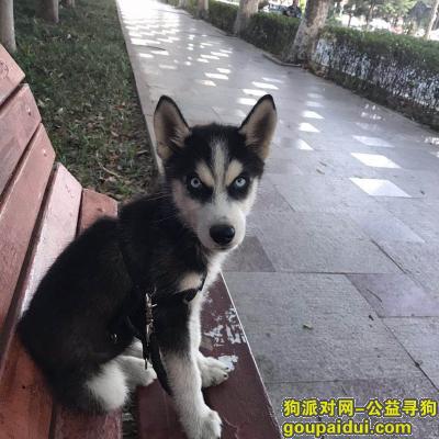 青岛寻狗，一只四个月大公哈士奇，它是一只非常可爱的宠物狗狗，希望它早日回家，不要变成流浪狗。