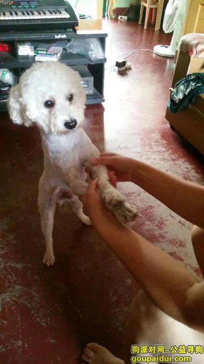 三明寻狗启示，今天早上10点半左右丢了一只白色泰迪，它是一只非常可爱的宠物狗狗，希望它早日回家，不要变成流浪狗。