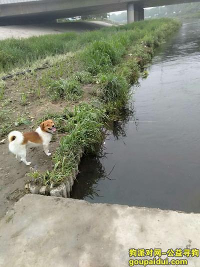 北京市东城区永定门二环路酬谢三千元寻找土狗，它是一只非常可爱的宠物狗狗，希望它早日回家，不要变成流浪狗。