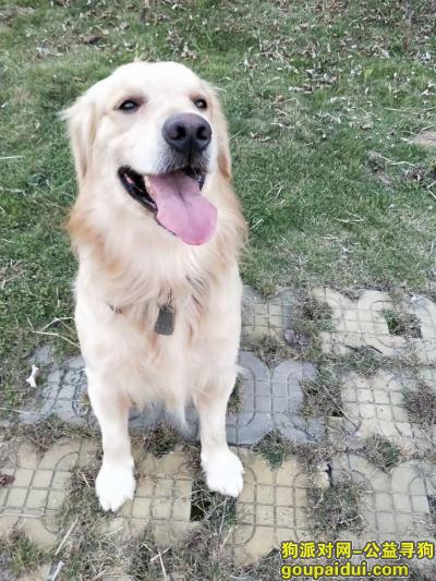【南宁找狗】，寻找爱犬 名字：果果，四岁金毛犬，它是一只非常可爱的宠物狗狗，希望它早日回家，不要变成流浪狗。