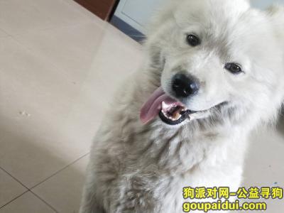 霸州市东段乡王家堡酬谢五千元寻找萨摩，它是一只非常可爱的宠物狗狗，希望它早日回家，不要变成流浪狗。