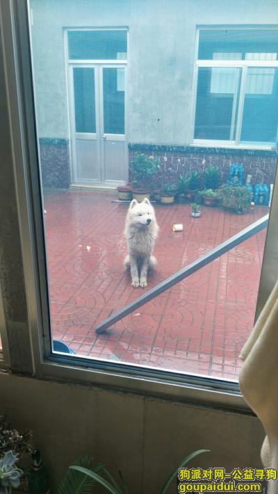 【潍坊找狗】，潍城区腾飞路，走丢白色萨摩耶，它是一只非常可爱的宠物狗狗，希望它早日回家，不要变成流浪狗。