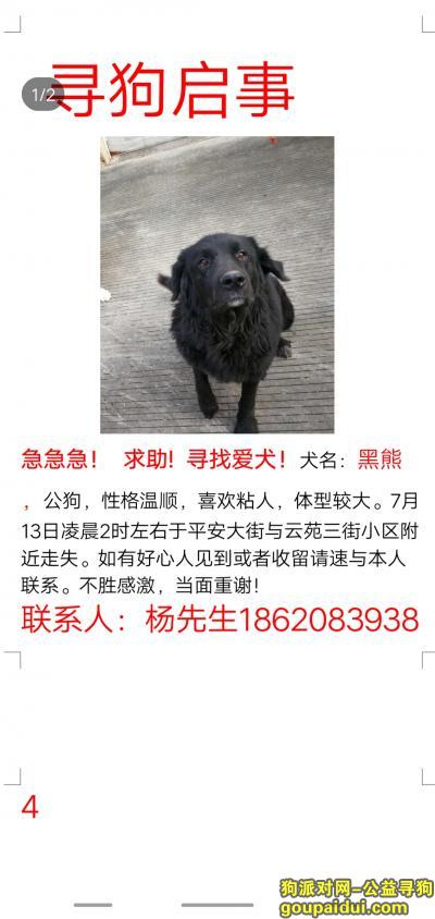 【广州找狗】，15号出现在广州市三元里合益街  联系电话18620839384，它是一只非常可爱的宠物狗狗，希望它早日回家，不要变成流浪狗。