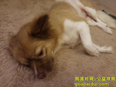 佛山丢狗，寻找一只母狗，白棕色，在佛山和广州交界处走丢的，它是一只非常可爱的宠物狗狗，希望它早日回家，不要变成流浪狗。
