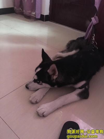 【成都找狗】，都江堰市聚源镇石马村，找爱犬，它是一只非常可爱的宠物狗狗，希望它早日回家，不要变成流浪狗。