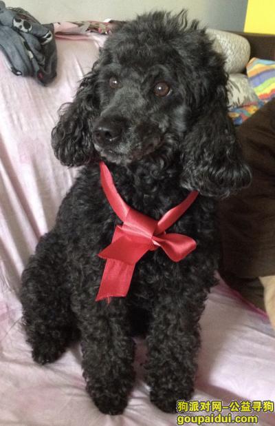 18年7月16日北京交通大学附近丢失一黑色贵宾犬，它是一只非常可爱的宠物狗狗，希望它早日回家，不要变成流浪狗。