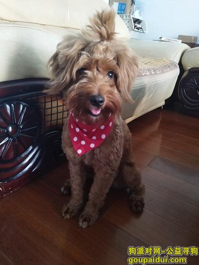 上海市浦东新区寻狗，小型犬，14斤，泰迪串串，它是一只非常可爱的宠物狗狗，希望它早日回家，不要变成流浪狗。