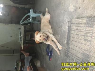 【广州找狗】，寻狗，白云区龙归竹木市龙兴西路走丢了一只中华田园犬，它是一只非常可爱的宠物狗狗，希望它早日回家，不要变成流浪狗。