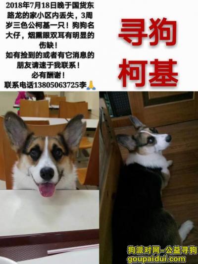 【福州找狗】，福州寻找爱犬3周岁三色公柯基！，它是一只非常可爱的宠物狗狗，希望它早日回家，不要变成流浪狗。