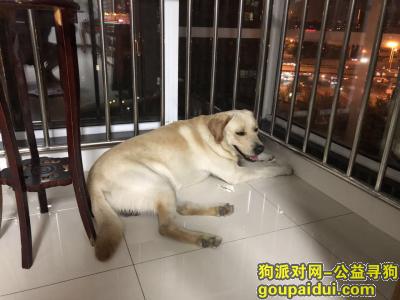 【天津找狗】，天津开发区泰丰公园花园路酬谢一万元寻找拉布拉多，它是一只非常可爱的宠物狗狗，希望它早日回家，不要变成流浪狗。