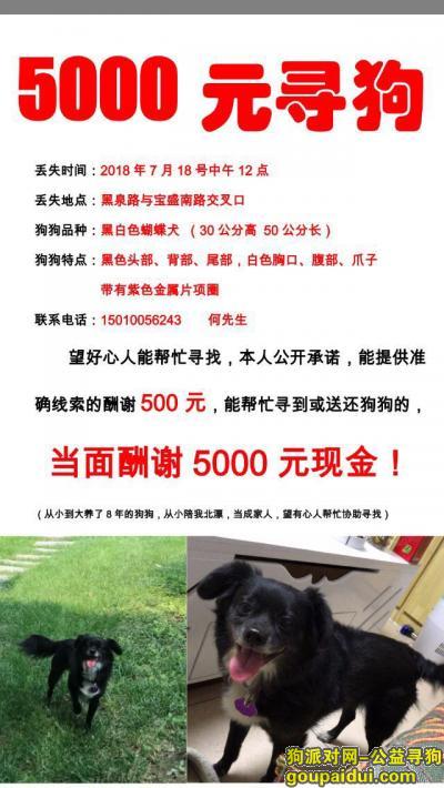 【北京找狗】，寻狗启示-西三旗街道，它是一只非常可爱的宠物狗狗，希望它早日回家，不要变成流浪狗。