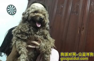 南宁寻狗启示，南宁江南沙井大道公园一号狗狗丢失，它是一只非常可爱的宠物狗狗，希望它早日回家，不要变成流浪狗。