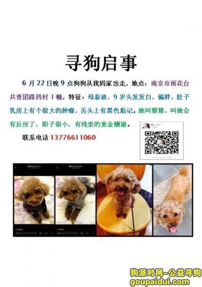 【南京找狗】，南京市雨花台共青团路四村酬谢五千元寻找9岁泰迪，它是一只非常可爱的宠物狗狗，希望它早日回家，不要变成流浪狗。