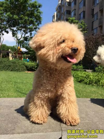 【北京找狗】，寻狗启示 泰迪犬 女孩  14岁，它是一只非常可爱的宠物狗狗，希望它早日回家，不要变成流浪狗。