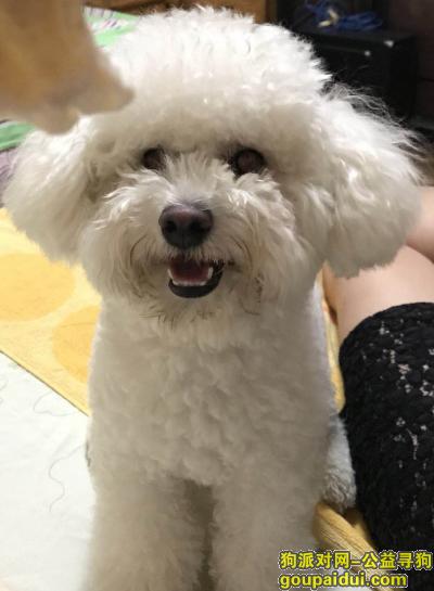 上海浦东新区博兴路东陆路酬谢两千元寻找白色泰迪，它是一只非常可爱的宠物狗狗，希望它早日回家，不要变成流浪狗。